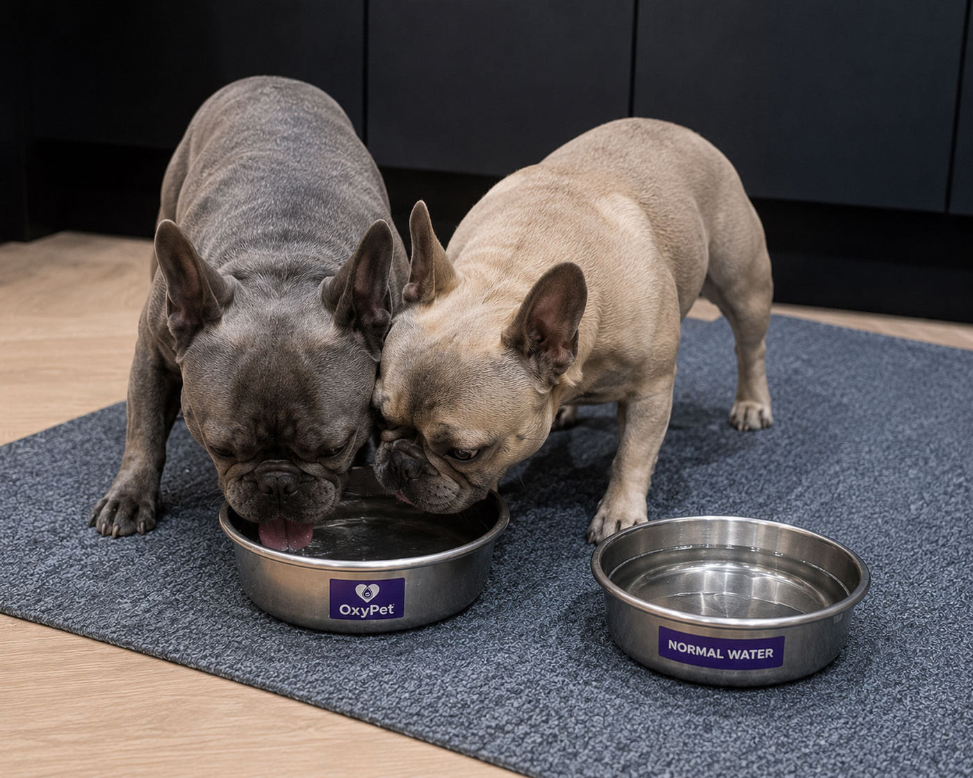 Two French Bulldogs drinking from an OxyPet bowl next to a bowl of normal water