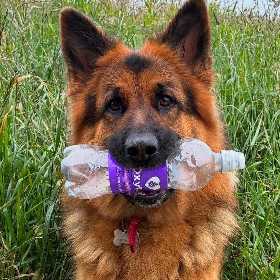 Active dogs