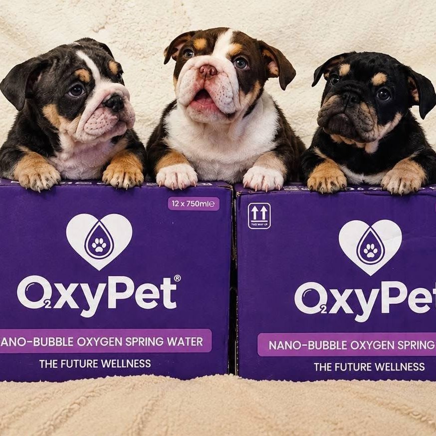 Puppies