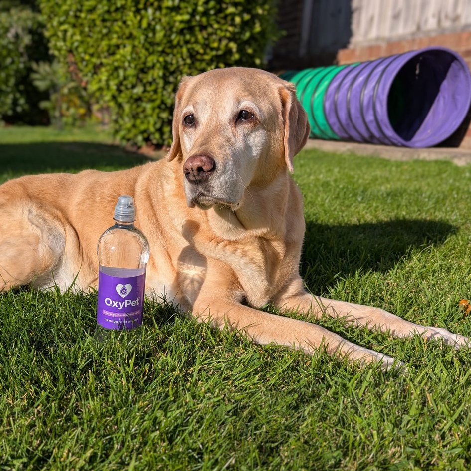 Senior dogs