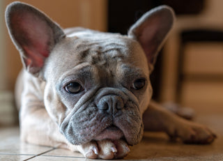 Solving Breathing Issues in Brachycephalic Dogs: The Common Causes & New Non-Invasive Solution