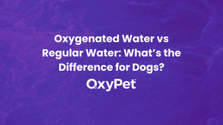 Oxygenated Water vs Regular Water: What’s the Difference for Dogs?