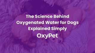 The Science Behind Oxygenated Water for Dogs Explained Simply