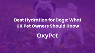 Best Hydration for Dogs: What UK Pet Owners Should Know