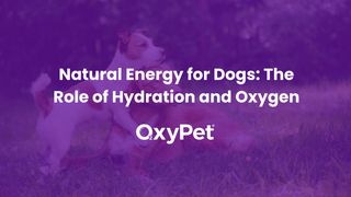 Natural Energy for Dogs: The Role of Hydration and Oxygen