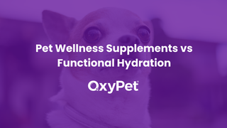 Pet Wellness Supplements vs Functional Hydration: What’s the Difference?