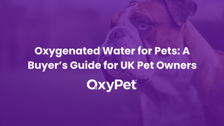 Oxygenated Water for Pets UK: A Buyer’s Guide for UK Pet Owners