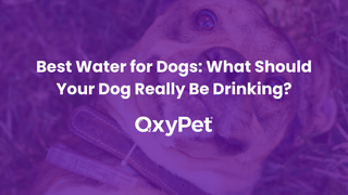 Best Water for Dogs: What Should Your Dog Really Be Drinking?