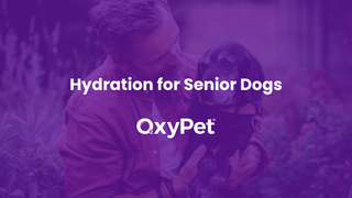 Hydration for Senior Dogs: Supporting Comfort, Mobility and Daily Wellbeing