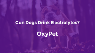 Can Dogs Drink Electrolytes? What UK Pet Owners Should Know