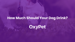 How Much Should Your Dog Drink? Water For Dogs