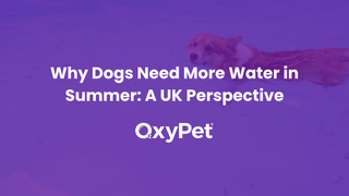 Why Dogs Need More Water in Summer: A UK Perspective