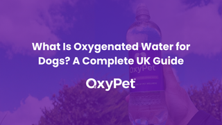 What Is Oxygenated Water for Dogs? A Complete UK Guide