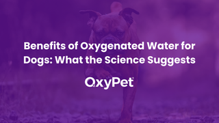 Benefits of Oxygenated Water for Dogs: What the Science Suggests