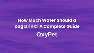 How Much Water Should a Dog Drink? A Complete UK Guide