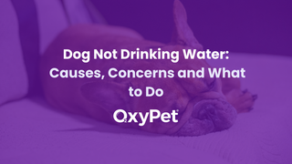 Dog Not Drinking Water UK: Causes, Concerns and What to Do