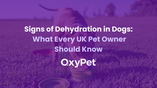 Signs of Dehydration in Dogs UK: What Every UK Pet Owner Should Know