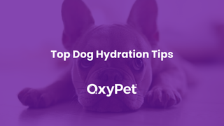 Dog Hydration Tips: How to Support Daily Health and Wellness