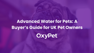 Advanced Water for Pets: A Buyer’s Guide for UK Pet Owners