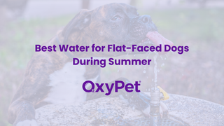 Best Water for Flat-Faced Dogs During Summer