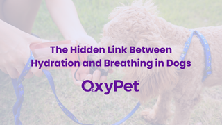 The Hidden Link Between Hydration and Breathing in Dogs