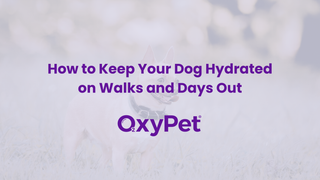 How to Keep Your Dog Hydrated on Walks and Days Out