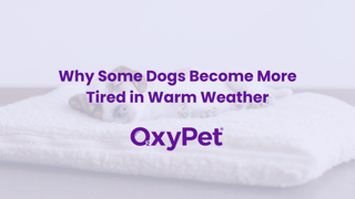 Why Some Dogs Become More Tired in Warm Weather