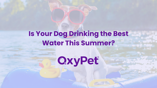 Is Your Dog Drinking the Best Water This Summer?