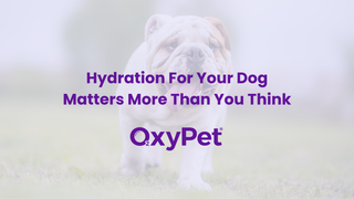 Why Hydration Matters More Than You Think