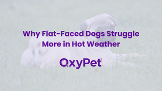 Why Flat-Faced Dogs Struggle More in Hot Weather