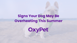 Signs Your Dog May Be Overheating This Summer