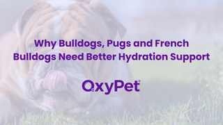 Why Bulldogs, Pugs and French Bulldogs Need Better Hydration Support