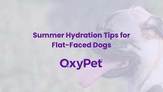 Summer Hydration Tips for Flat-Faced Dogs