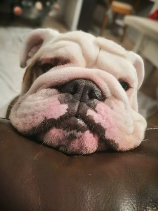 Best water for bulldogs: George's Journey to Easier Breathing and an Easier Life