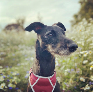 Super Charged Bone Broth For Dogs & Cats