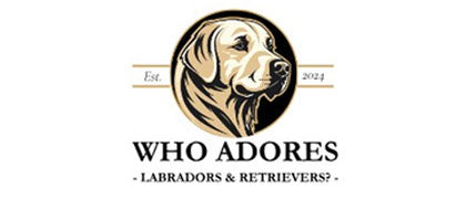 Who Adores Labradors & Retrievers?