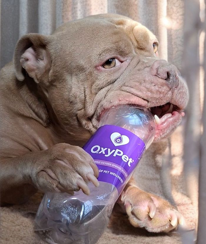 A dog from the OxyPet community