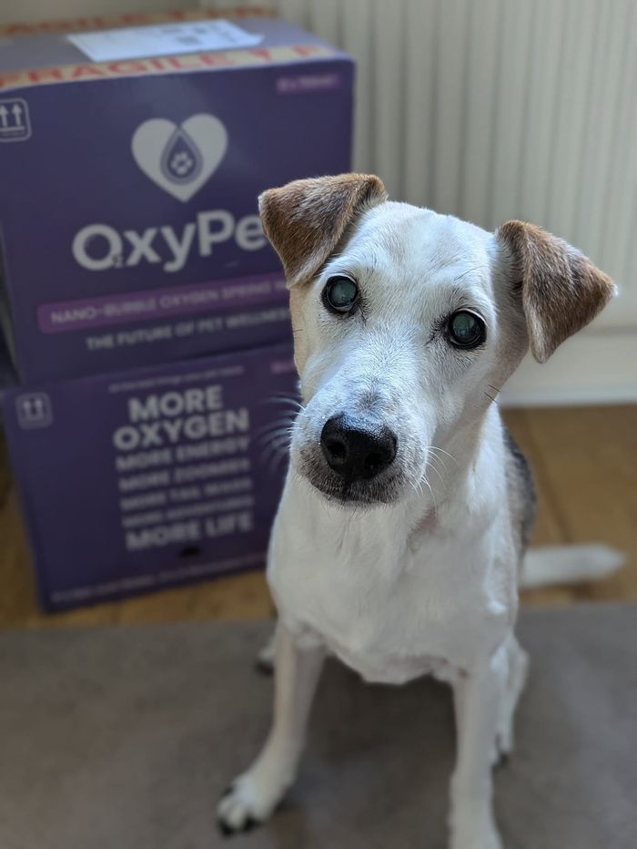 A dog from the OxyPet community