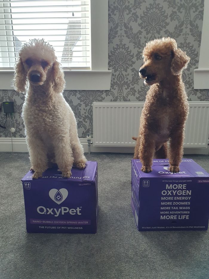 A dog from the OxyPet community