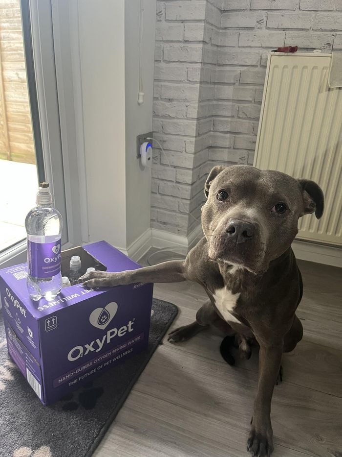 A dog from the OxyPet community