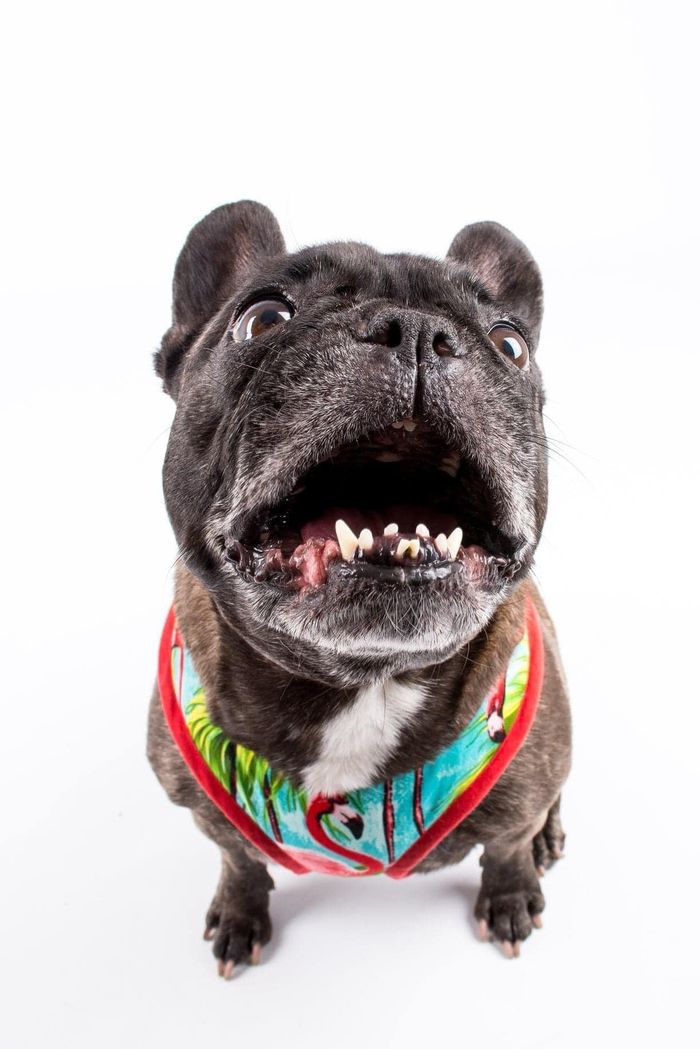 A dog from the OxyPet community