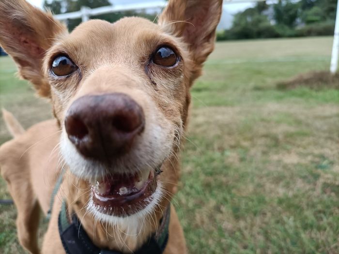 A dog from the OxyPet community