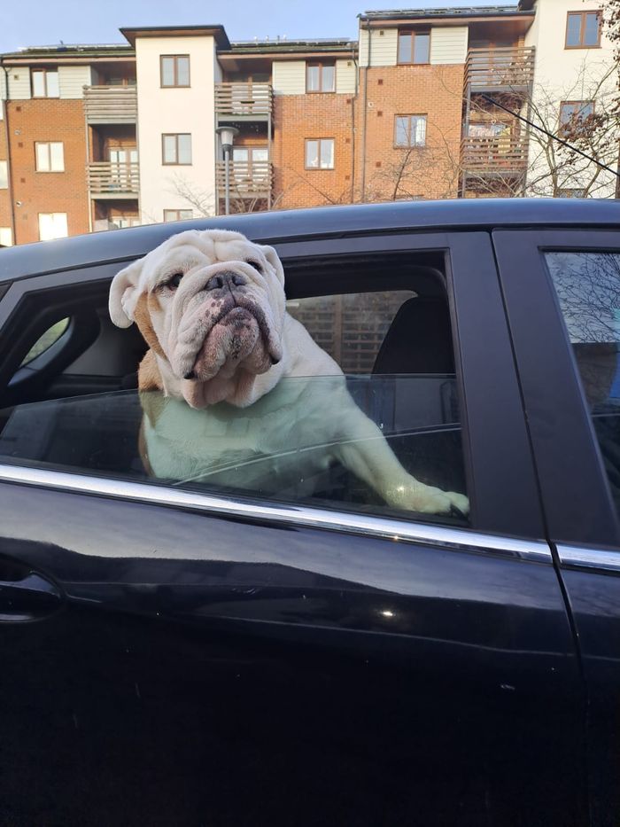 A dog from the OxyPet community