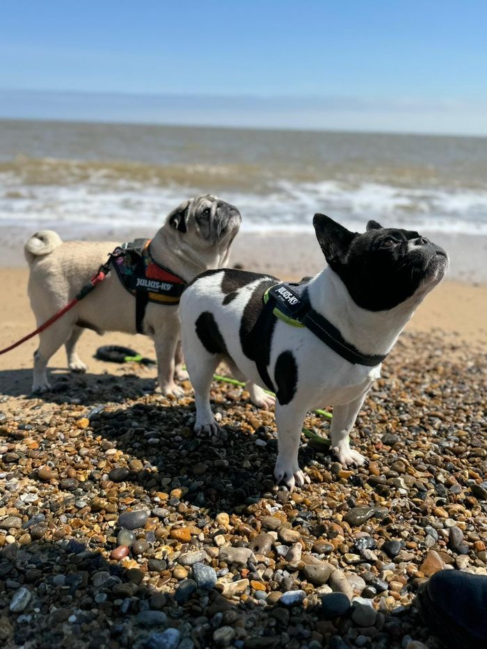 A dog from the OxyPet community