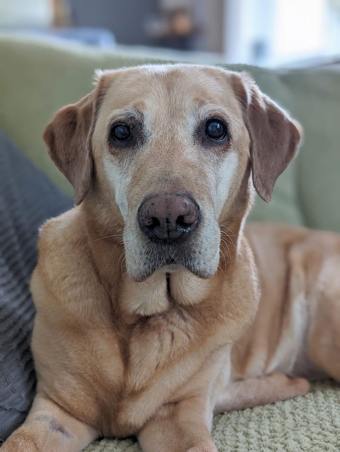 A dog from the OxyPet community