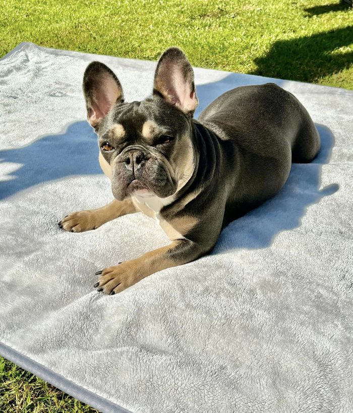 A dog from the OxyPet community