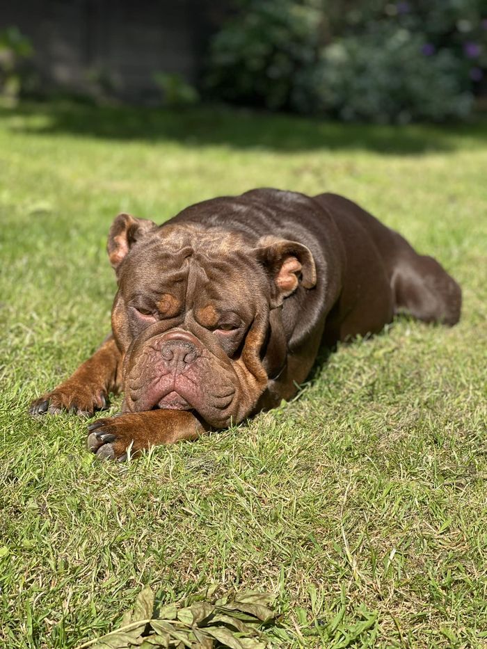 A dog from the OxyPet community