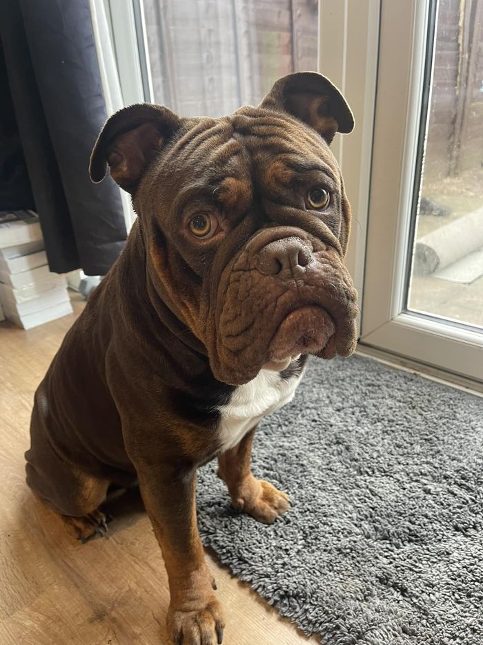 A dog from the OxyPet community