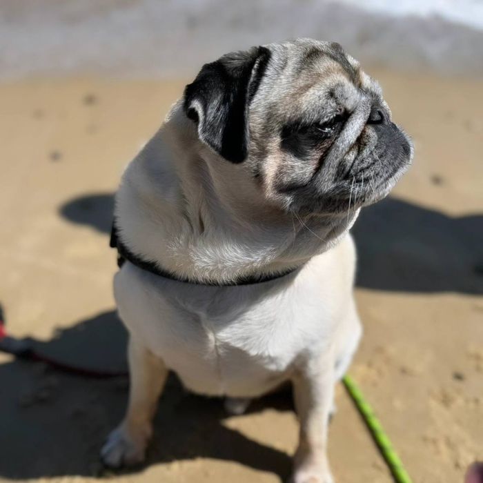 A dog from the OxyPet community