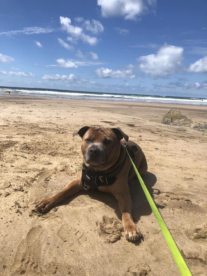 A dog from the OxyPet community